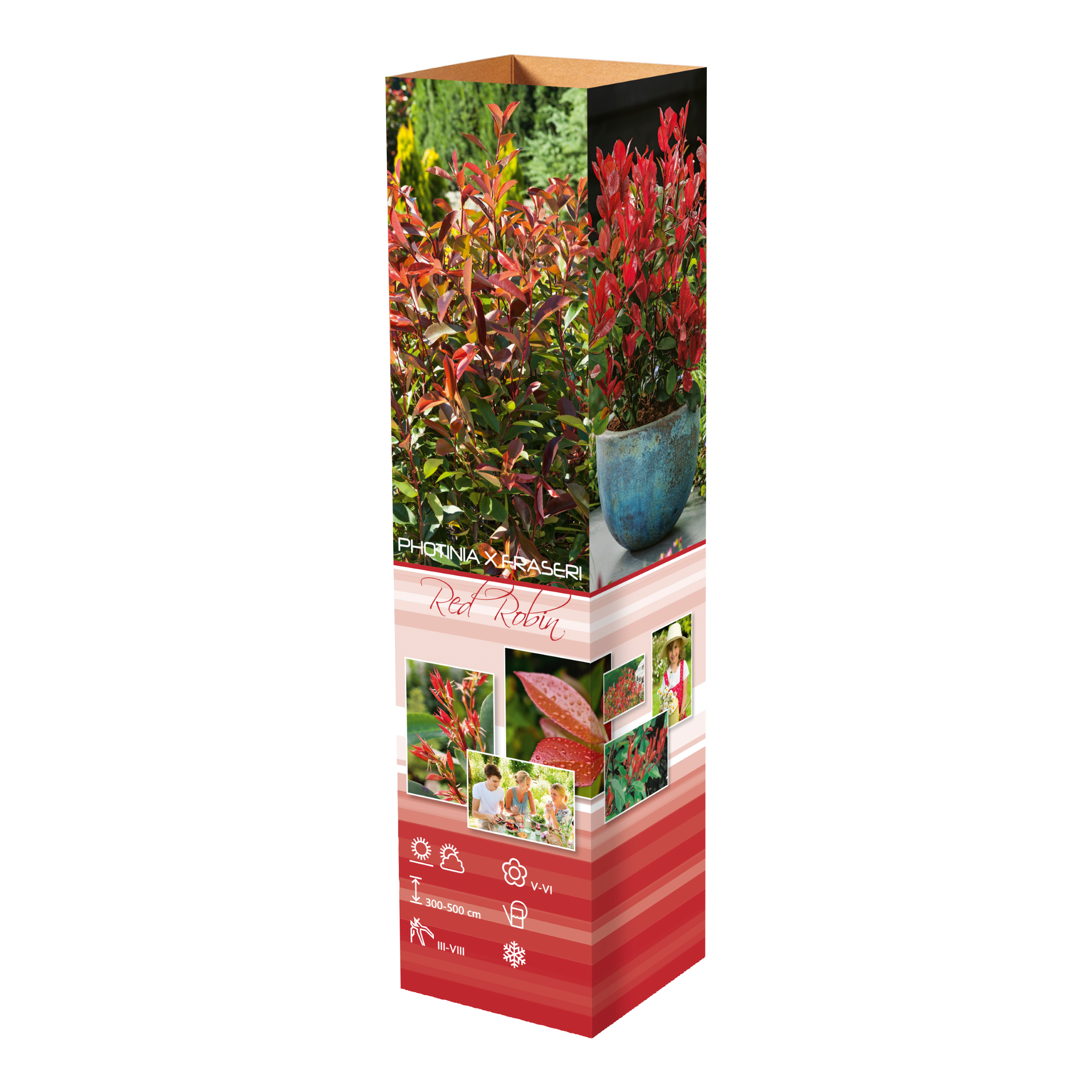 Lot de 3 Photinias rouges (Red Robin) - 30-38 cm