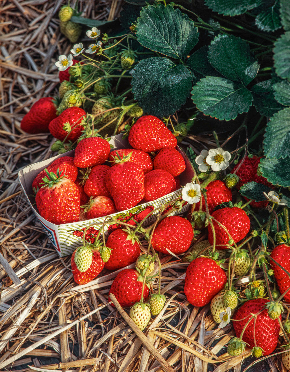 Lot de 20 plants de fraises Frigo (Fragaria Ostara)