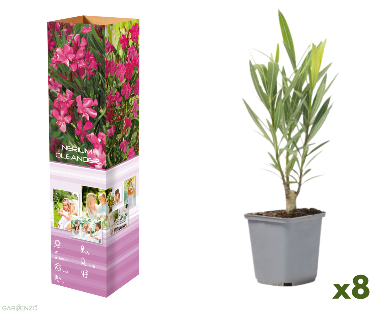 Lot de 8 lauriers roses 25-38 cm