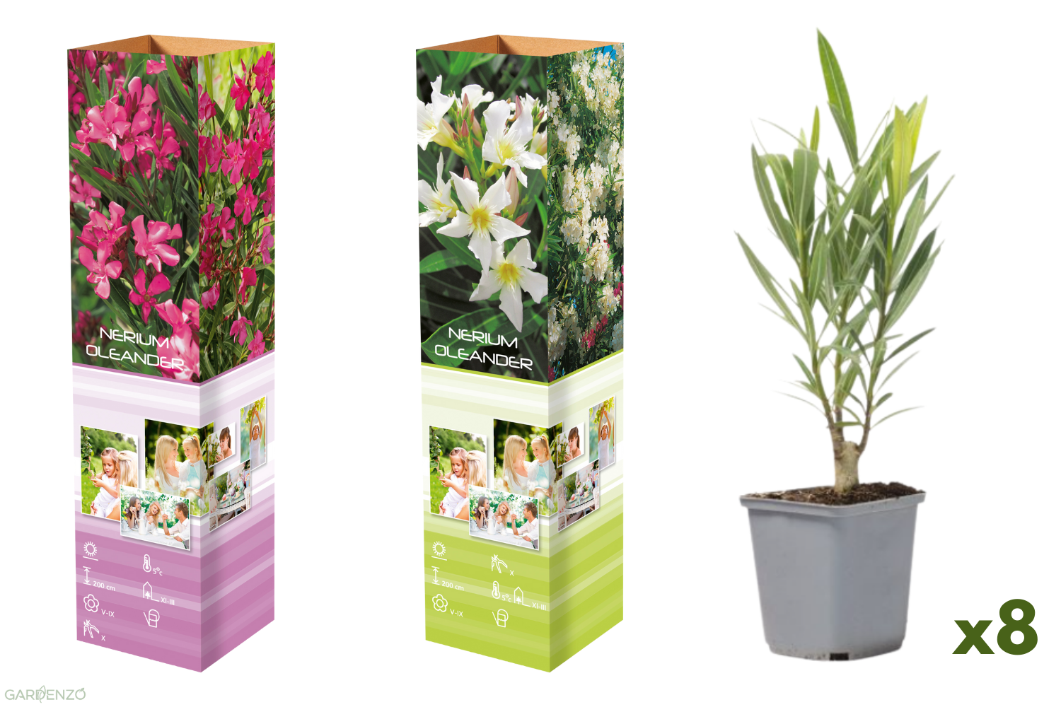 Lot de 8 lauriers roses - 4 fleurs roses et 4 fleurs blanches 25-38 cm