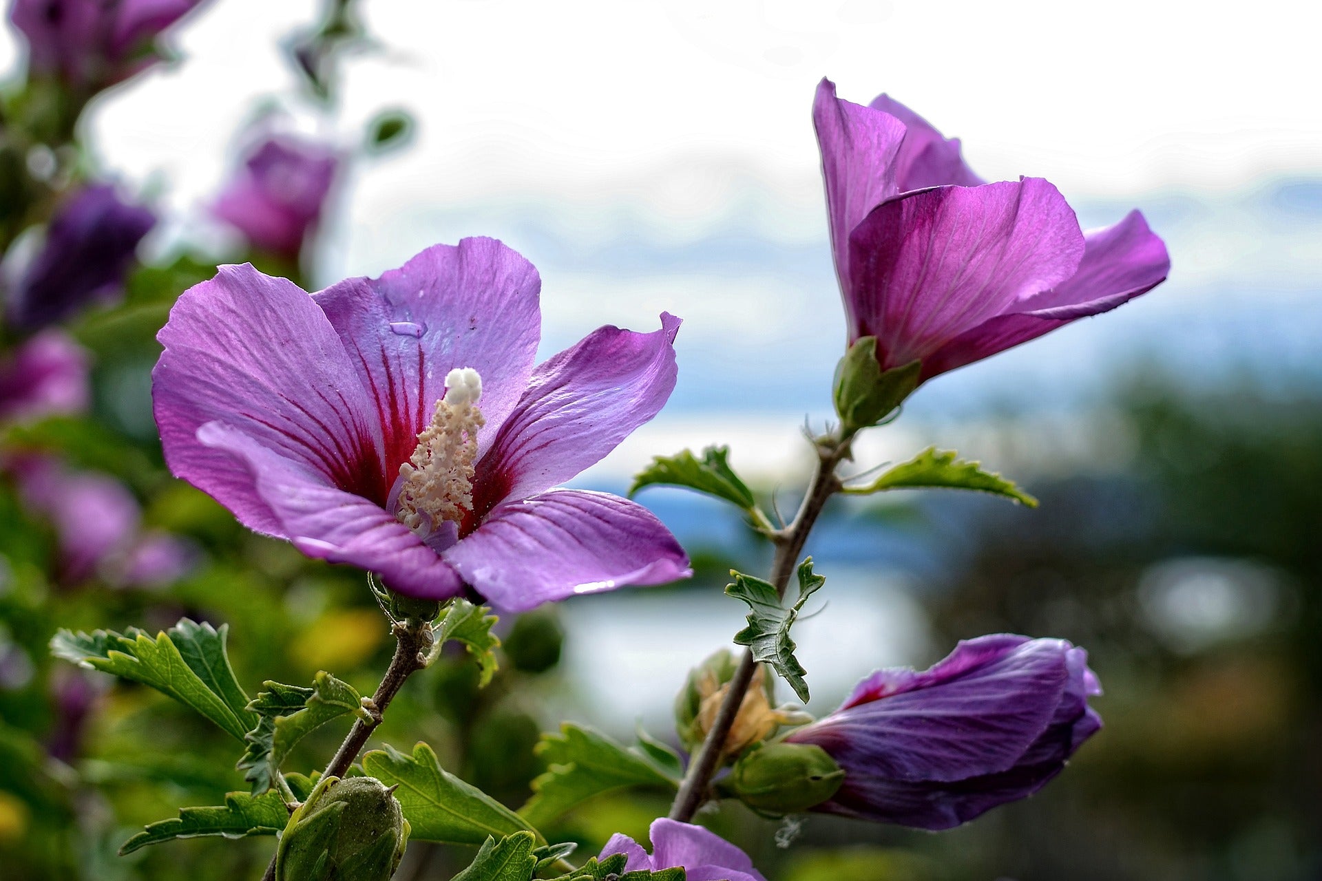 Lot de 4 arbustes d'ornement XL : 1 Hibiscus, 1 Weigelia, 1 Deutzia, 1 Forsythia - 30-38 cm