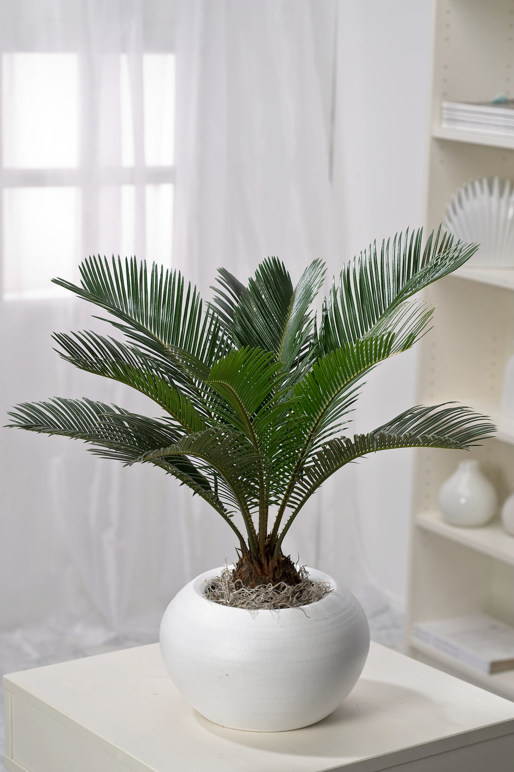 Lot de 2 palmiers Cycas du Japon - Moyens (50-70 cm)
