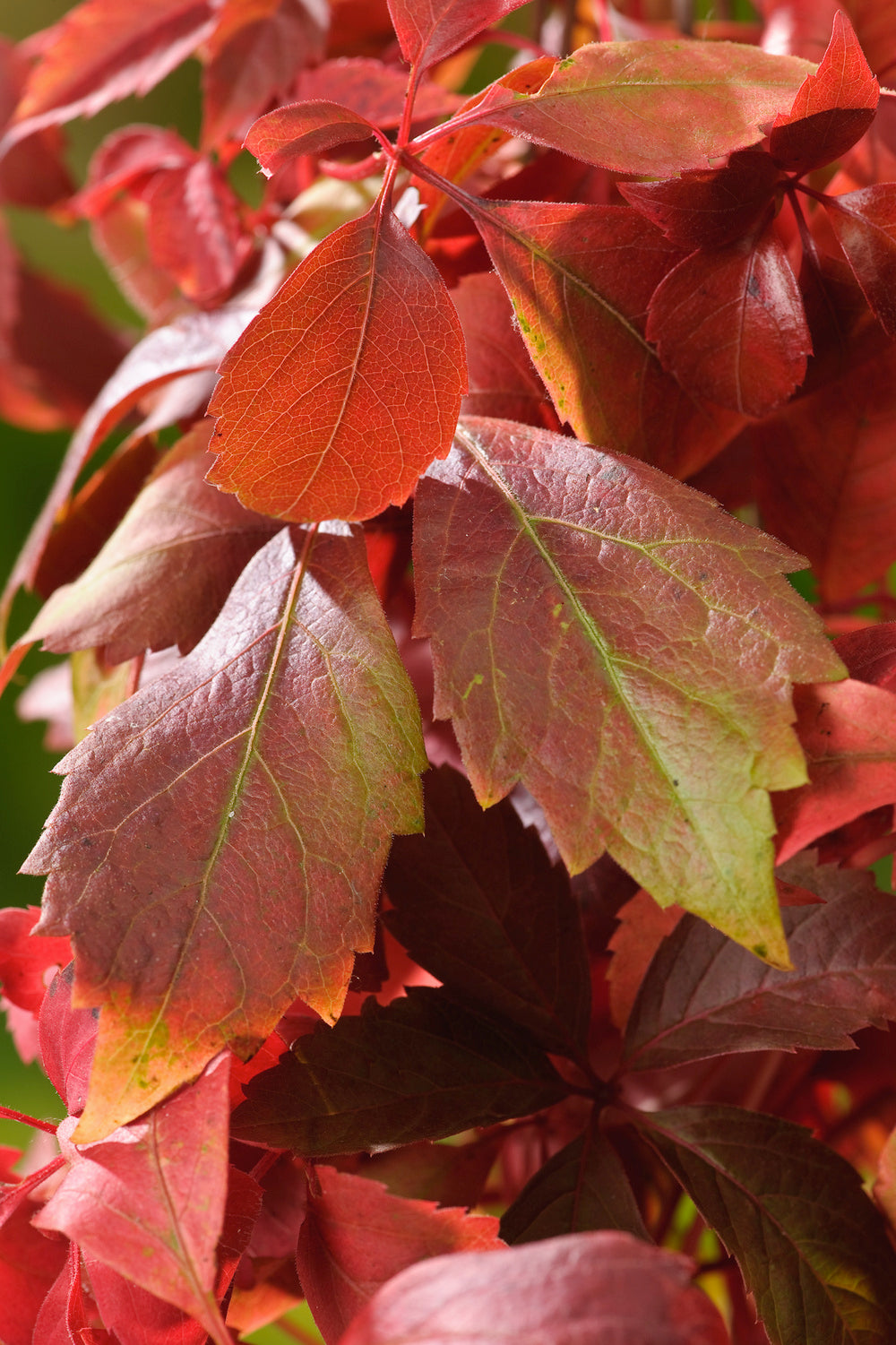 Lot de 3 vignes vierges (Parthenocissus Quinquefolia Engelmanni) - 30-38 cm
