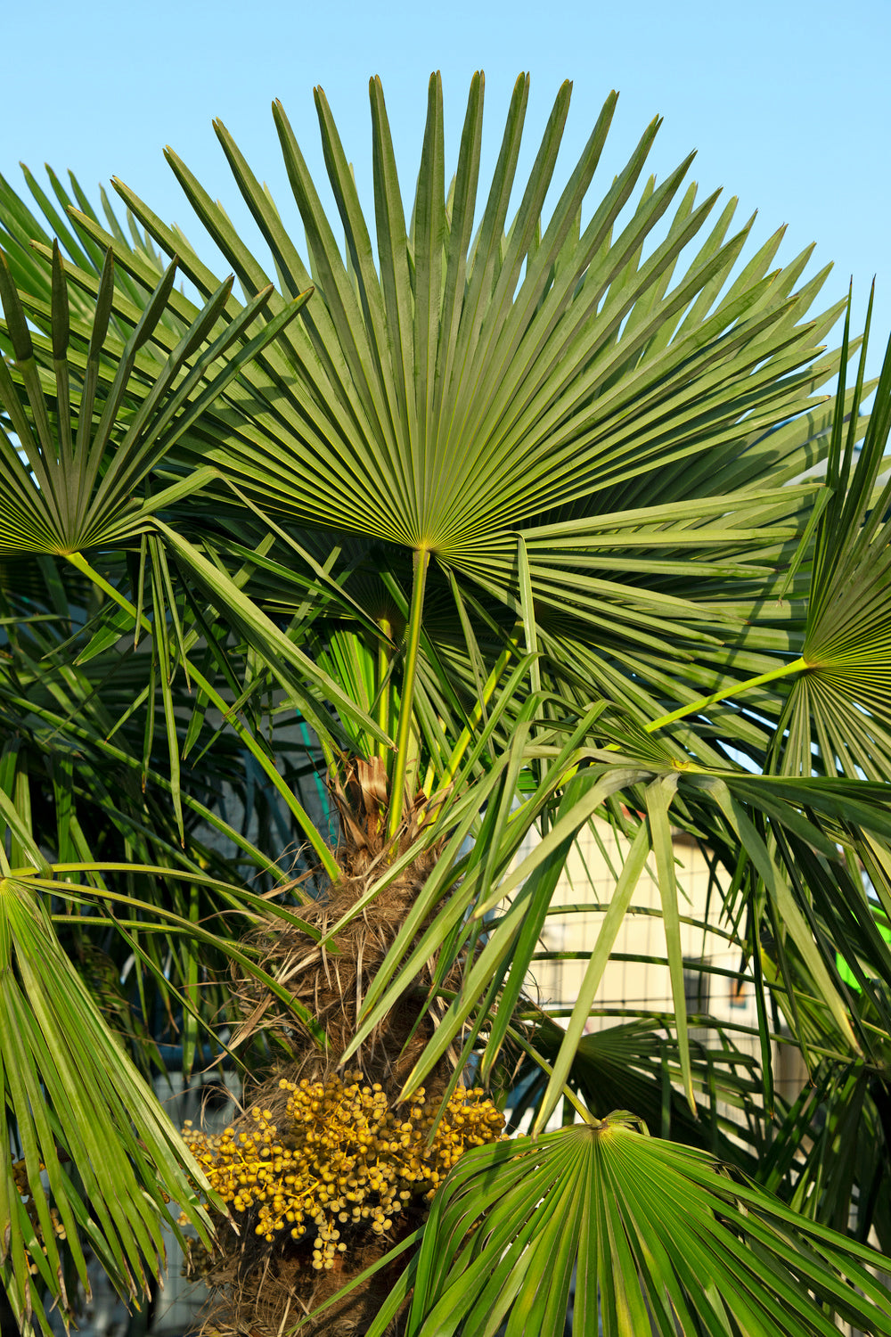Lot de 2 palmiers nains européens (Chamaerops humilis) - Grand 70–90 cm