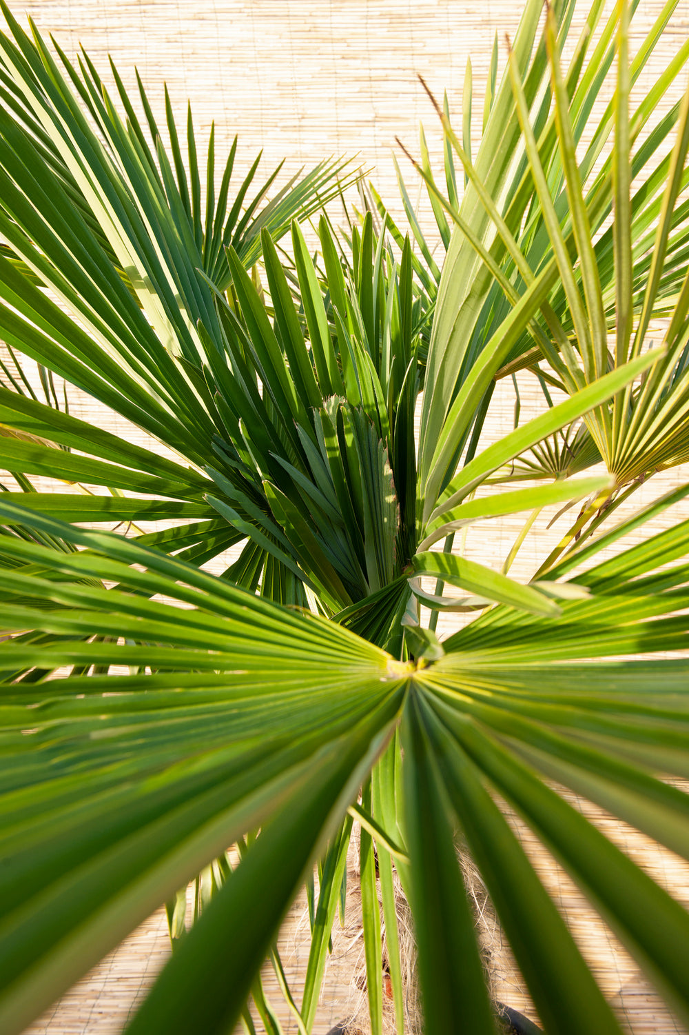 Palmier nain européen (Chamaerops humilis) - Moyen 50–70 cm