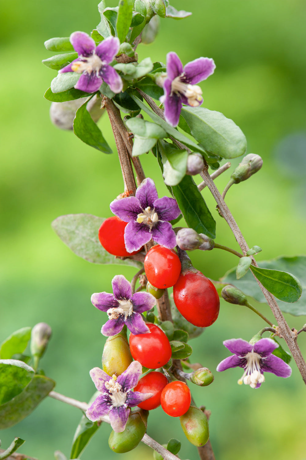4 baies de Goji 30–38 cm