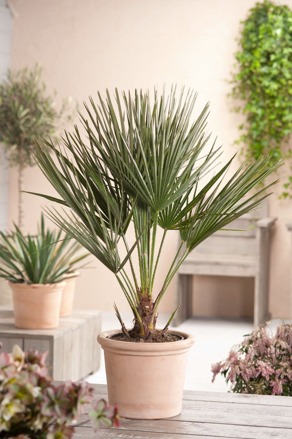 Palmier nain européen (Chamaerops humilis) - Grand 70–90 cm