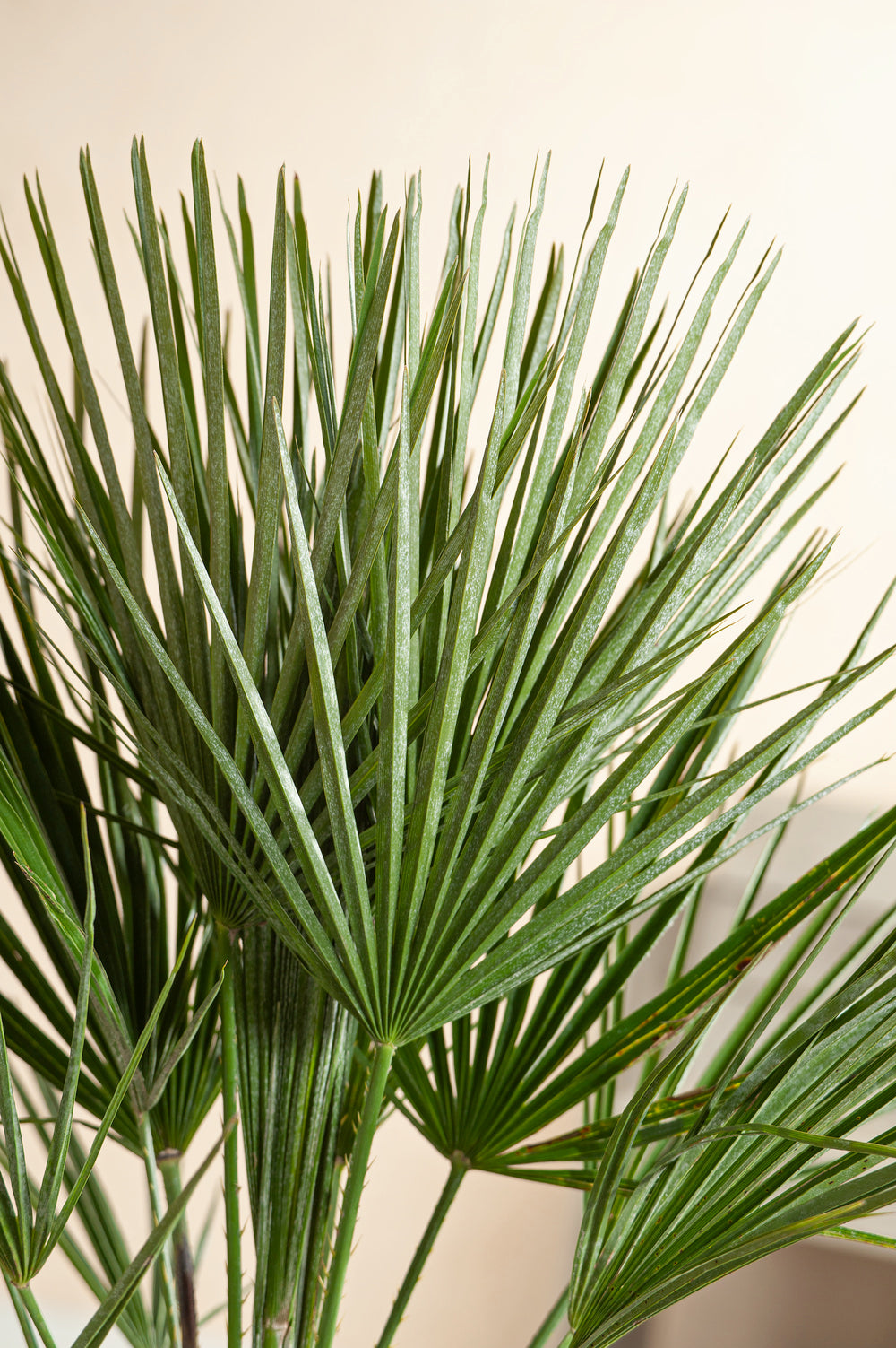Palmier nain européen (Chamaerops humilis) - Grand 70–90 cm
