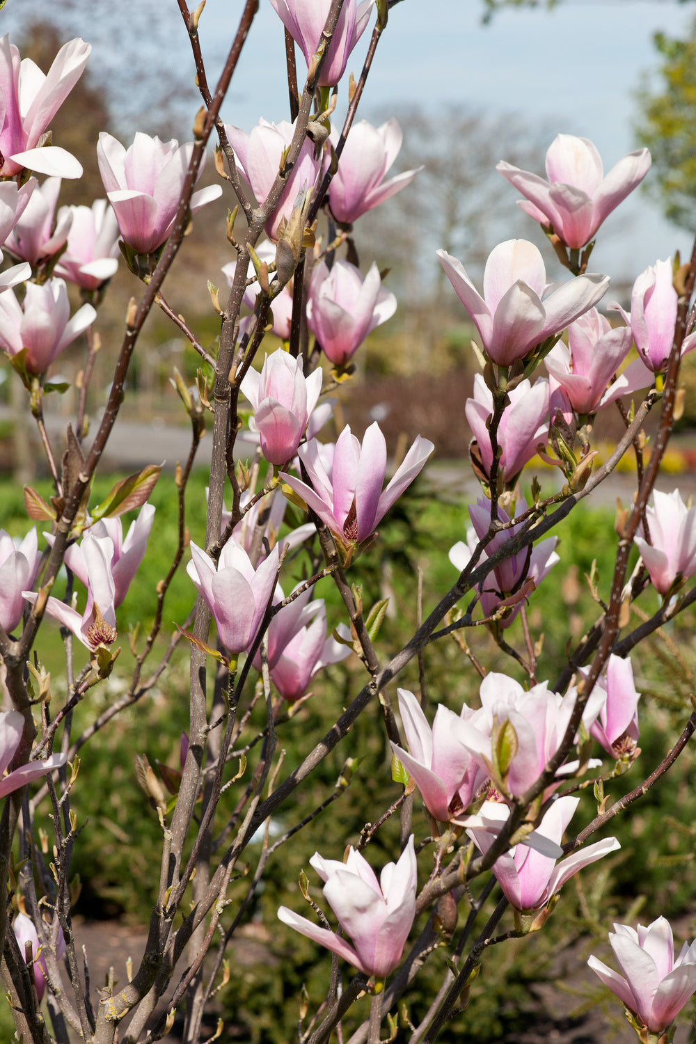 Lot de 3 magnolias Soulangeana - 30-38 cm