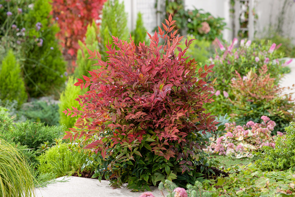 Bambou sacré (Nandina Obsessed) - 30-35 cm
