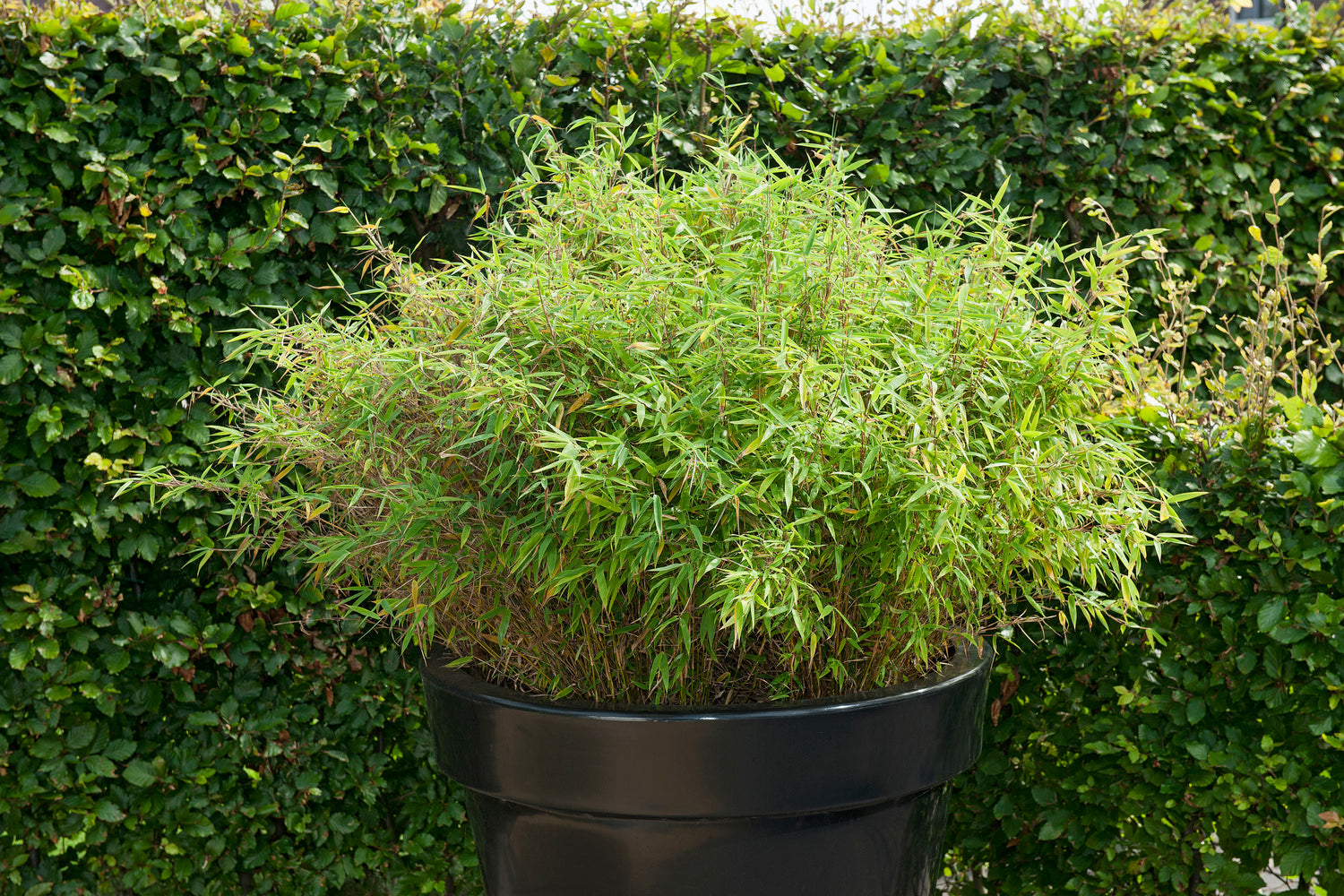 1 Bambou Large « non invasif » (Fargesia) - 40-60 cm
