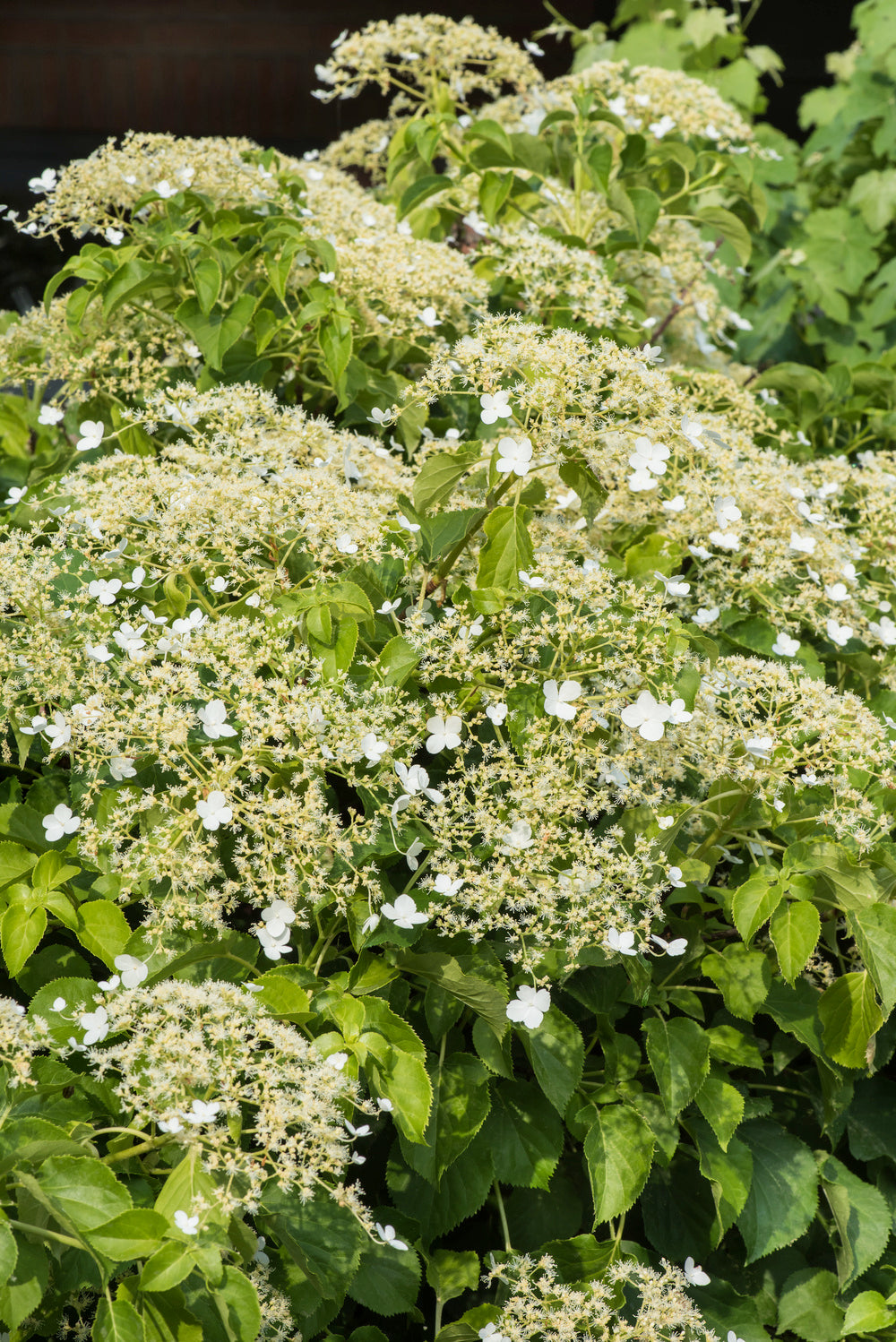 Lot de 4 hortensias grimpants - 30-38 cm