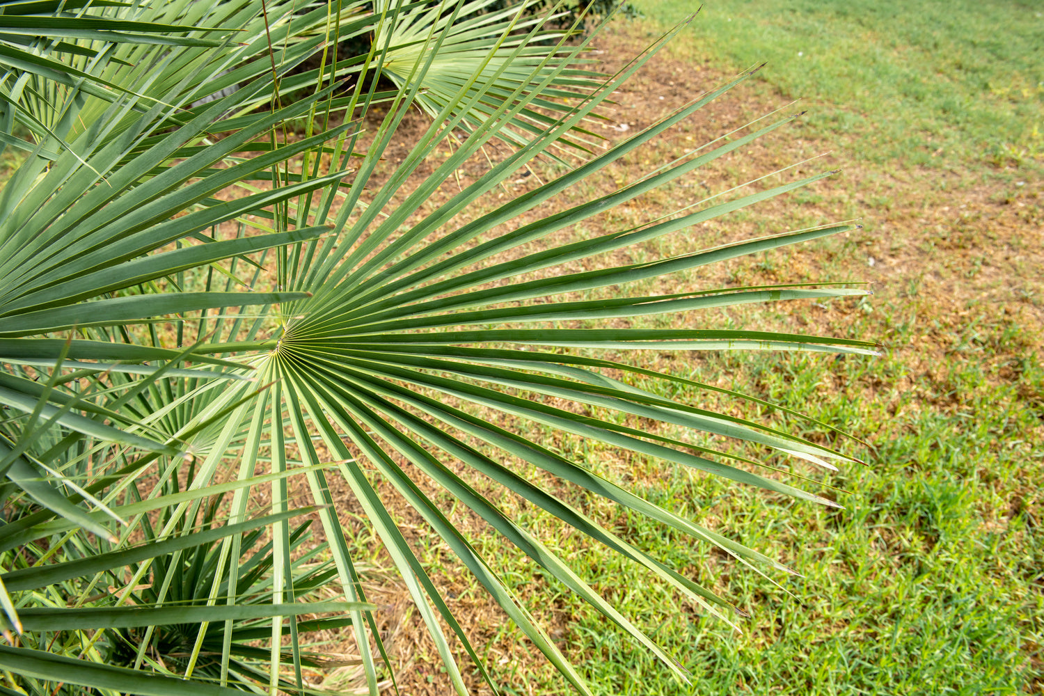 Lot de 2 palmiers éventail Chinois - Moyen (40-60 cm)