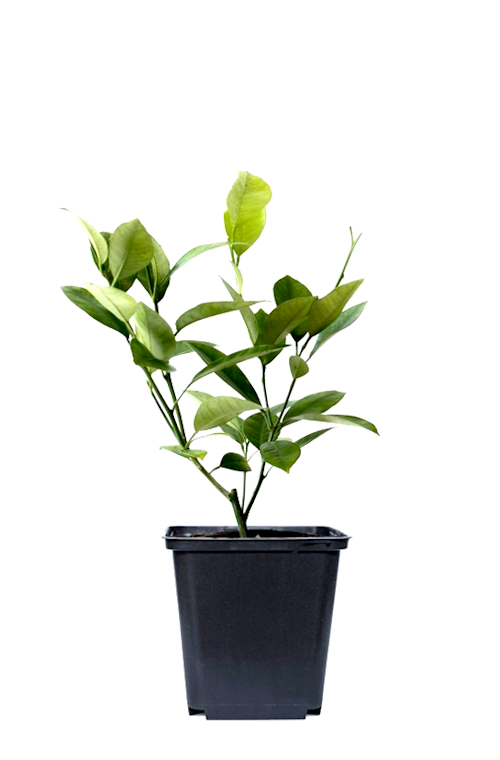 Lot de 6 plantes méditerranéennes : 1 olivier, 1 figuier, 1 citronnier, 1 oranger, 1 laurier rose, 1 oiseau du paradis - 25-38 cm