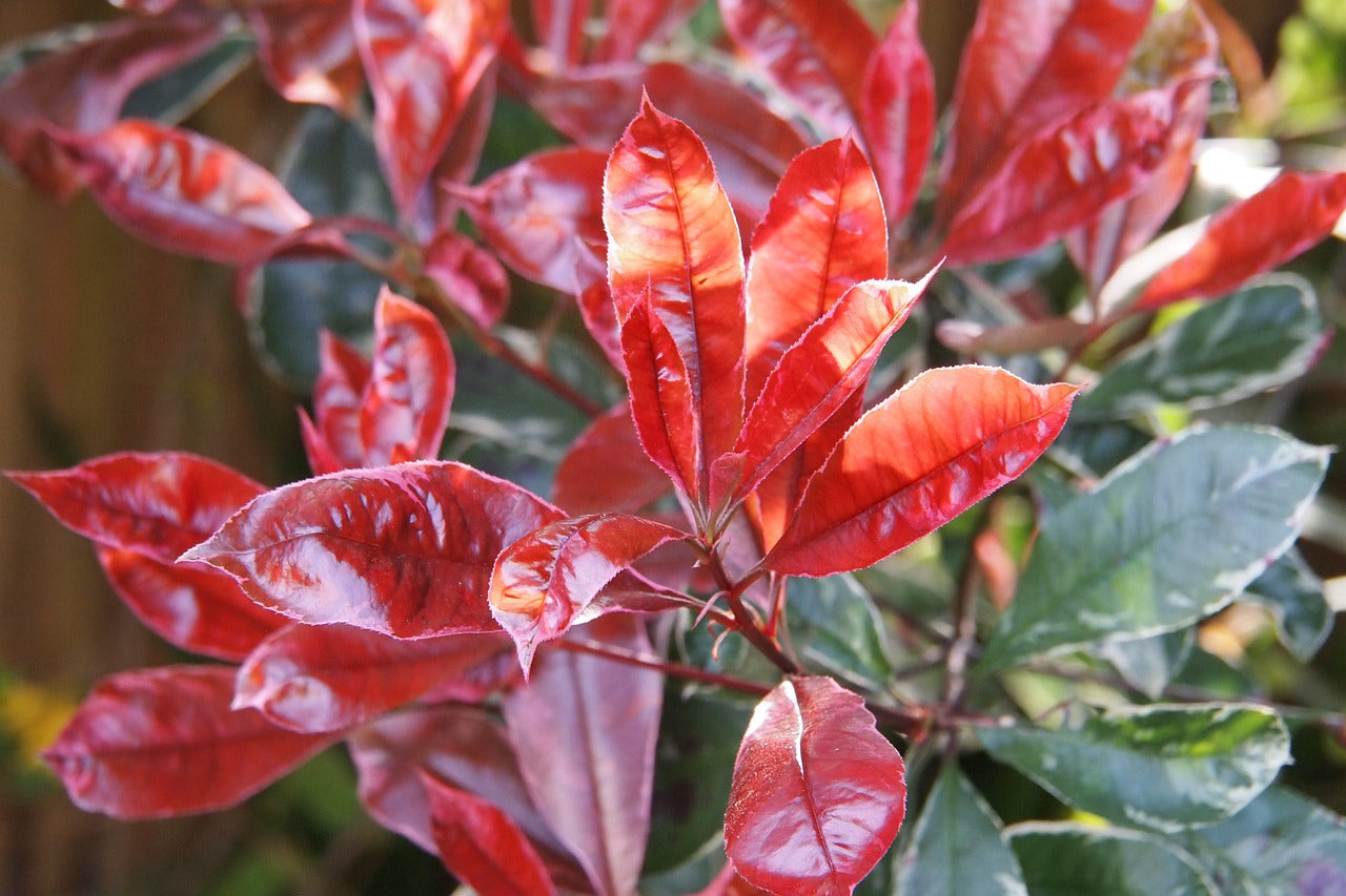 Lot de 6 Photinias rouges (Red Robin) - 30-38 cm