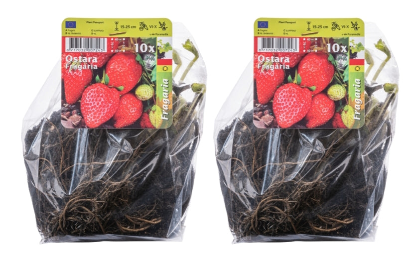 Lot de 20 plants de fraises Frigo (Fragaria Ostara)