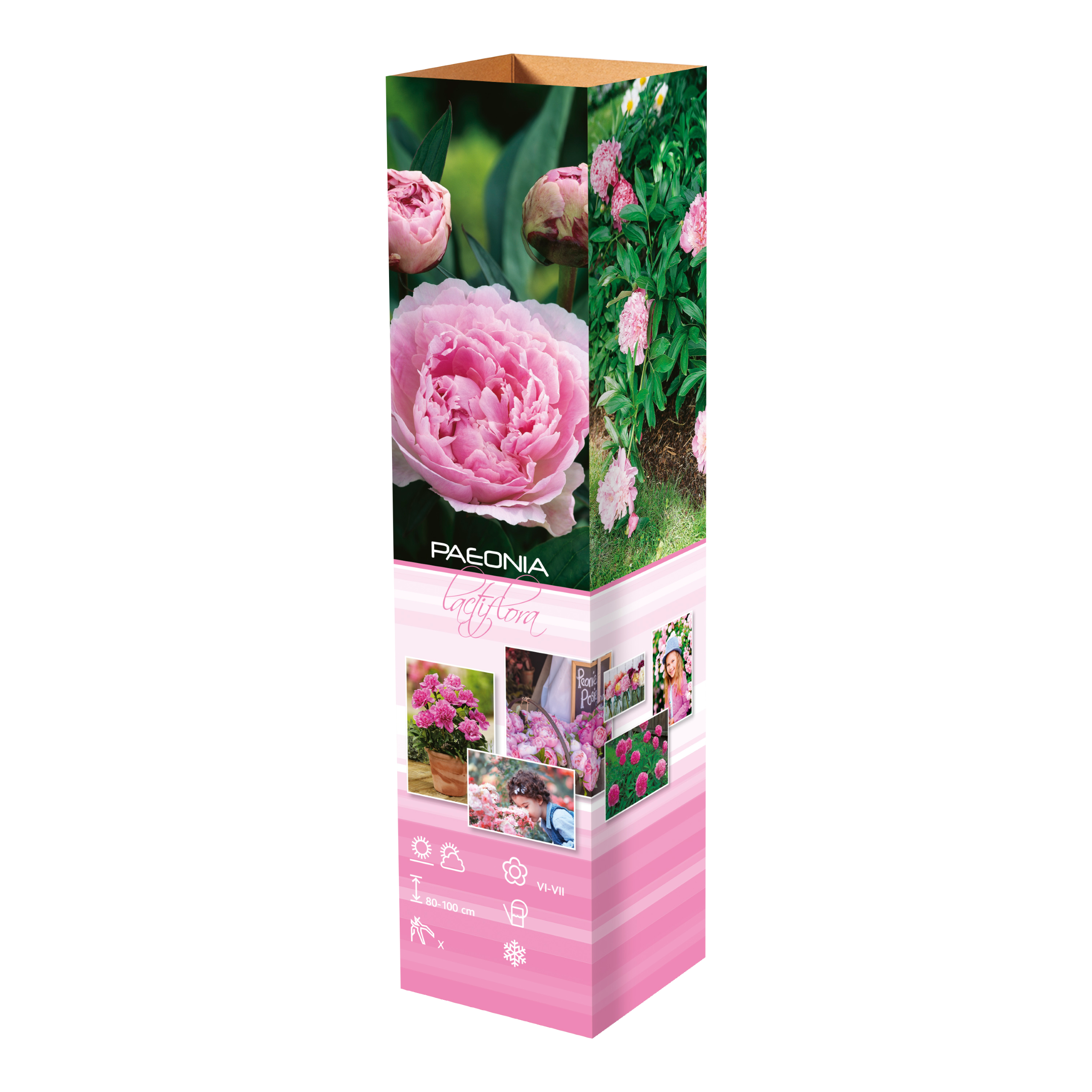 Lot de 3 pivoines roses