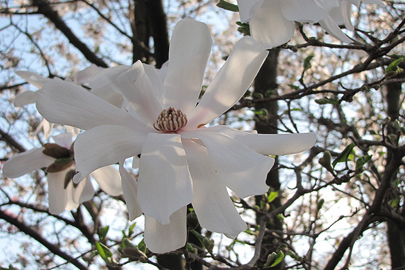 Lot de 6 magnolias Stellata - 30-38 cm