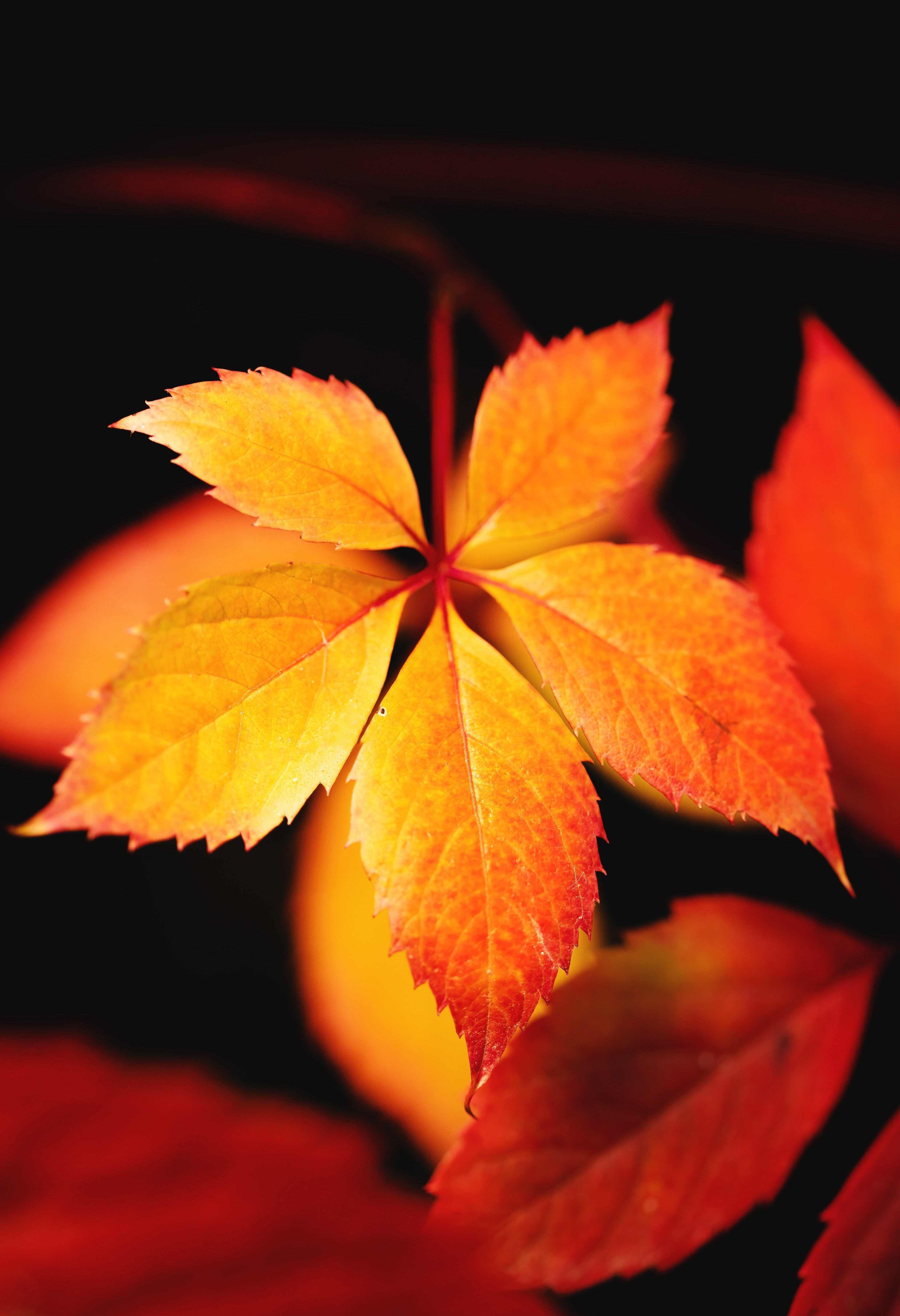 Lot de 6 vignes vierges (Parthenocissus Quinquefolia Engelmanni) - 30-38 cm
