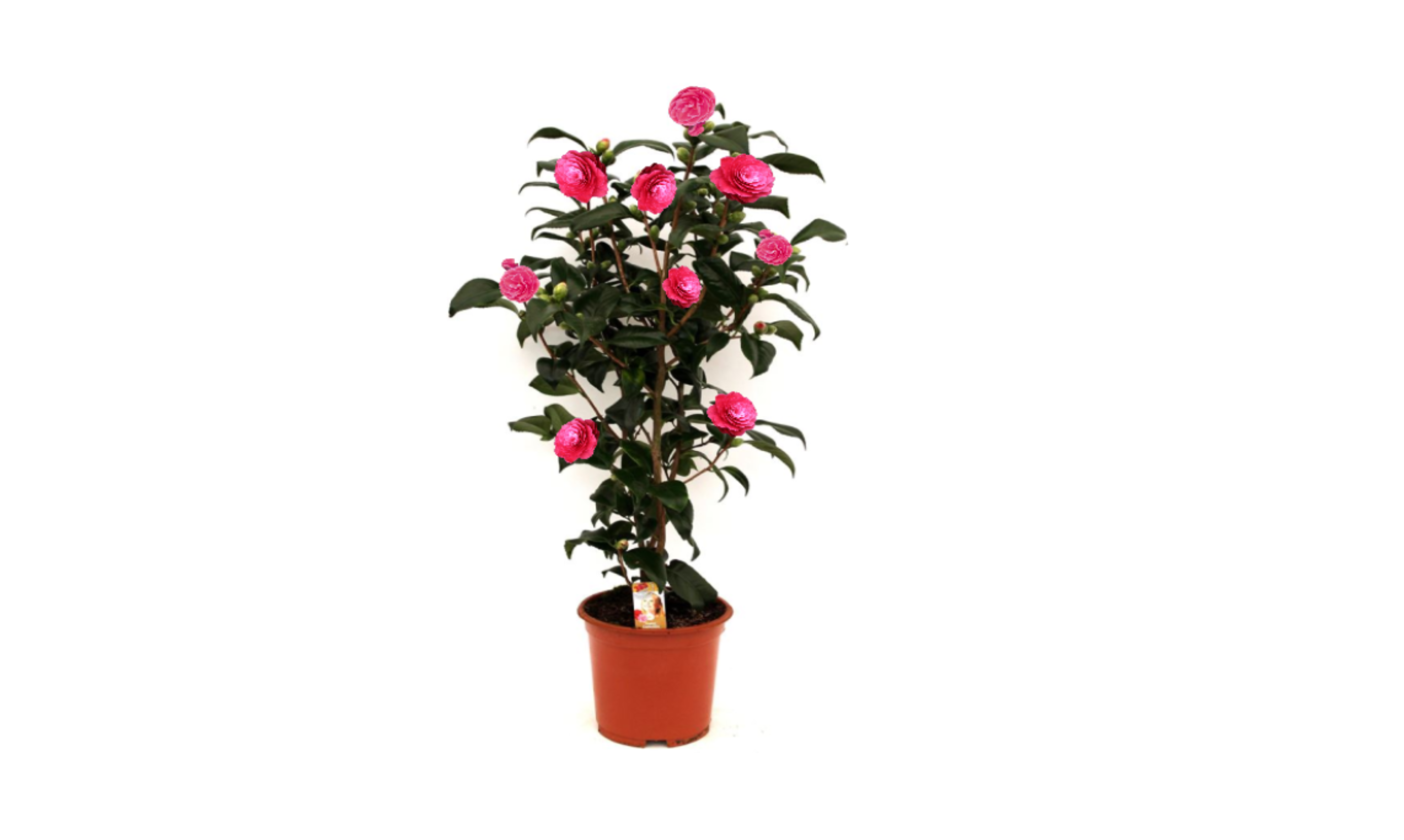Camélia arbuste 'Rose du Japon' XL