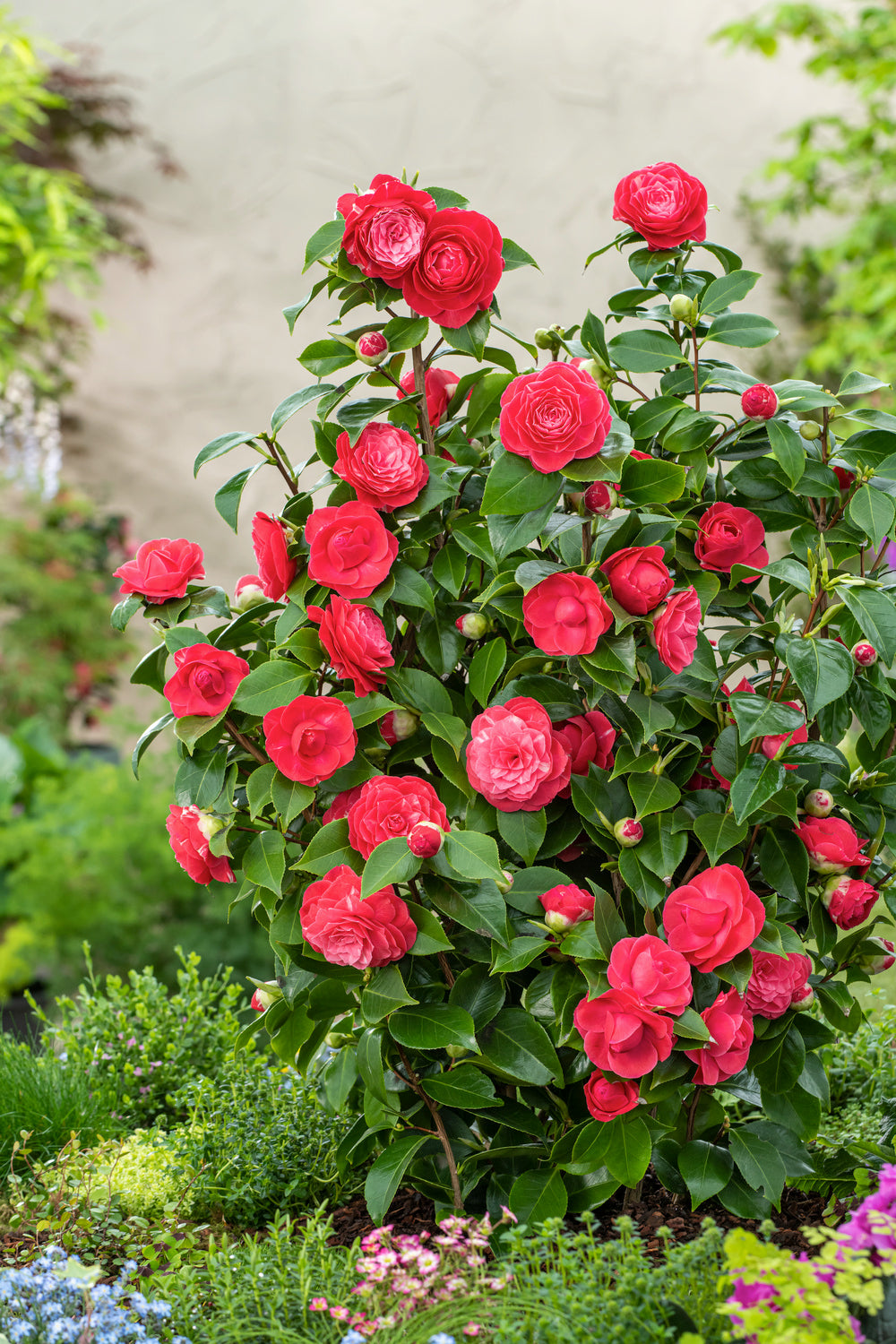 Lot de 2 camélias arbustes 'Rose du Japon' XL Rouge