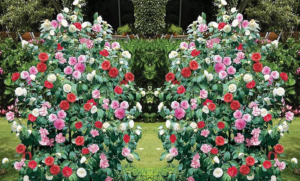 Lot de 2 camélias arbustes 'Rose du Japon' XL Tricolore