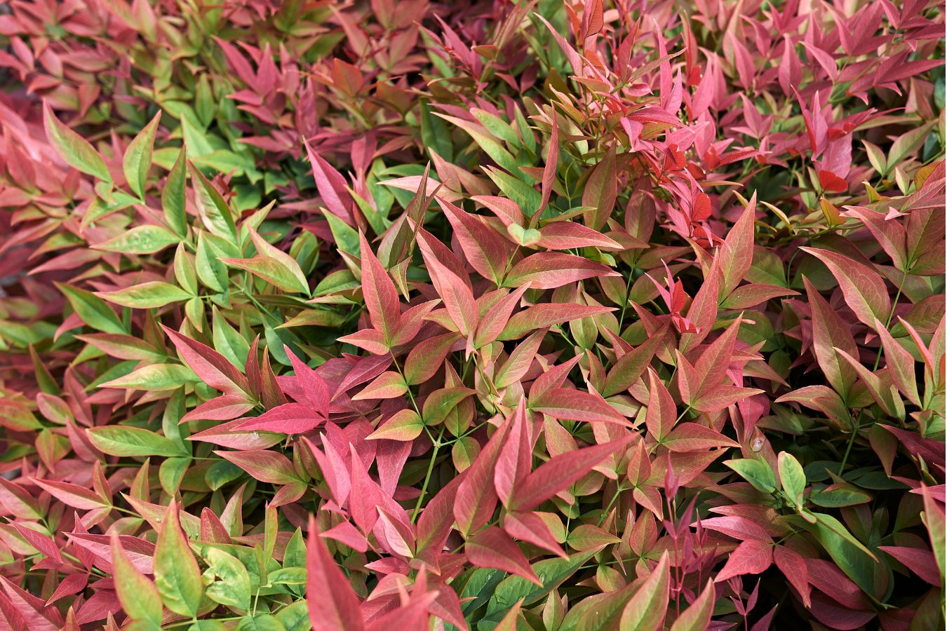 Lot de 2 plantes de bambou sacré (Nandina Obsessed) - 30-35 cm