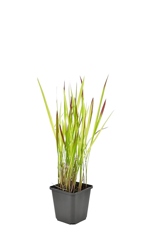 Lot de 8 graminées : 2 Stipa, 2 Pennisetum, 2 Imperata, 2 Festuca - 20-38 cm