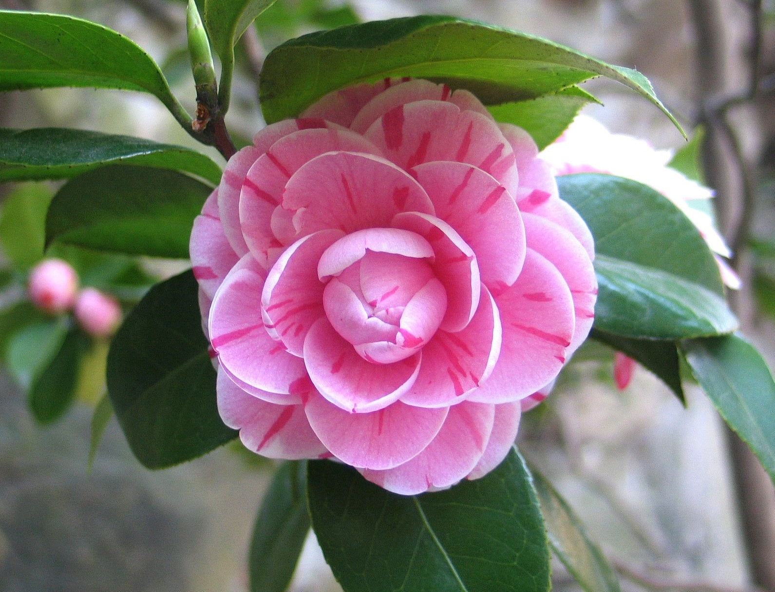 Lot de 6 camélias