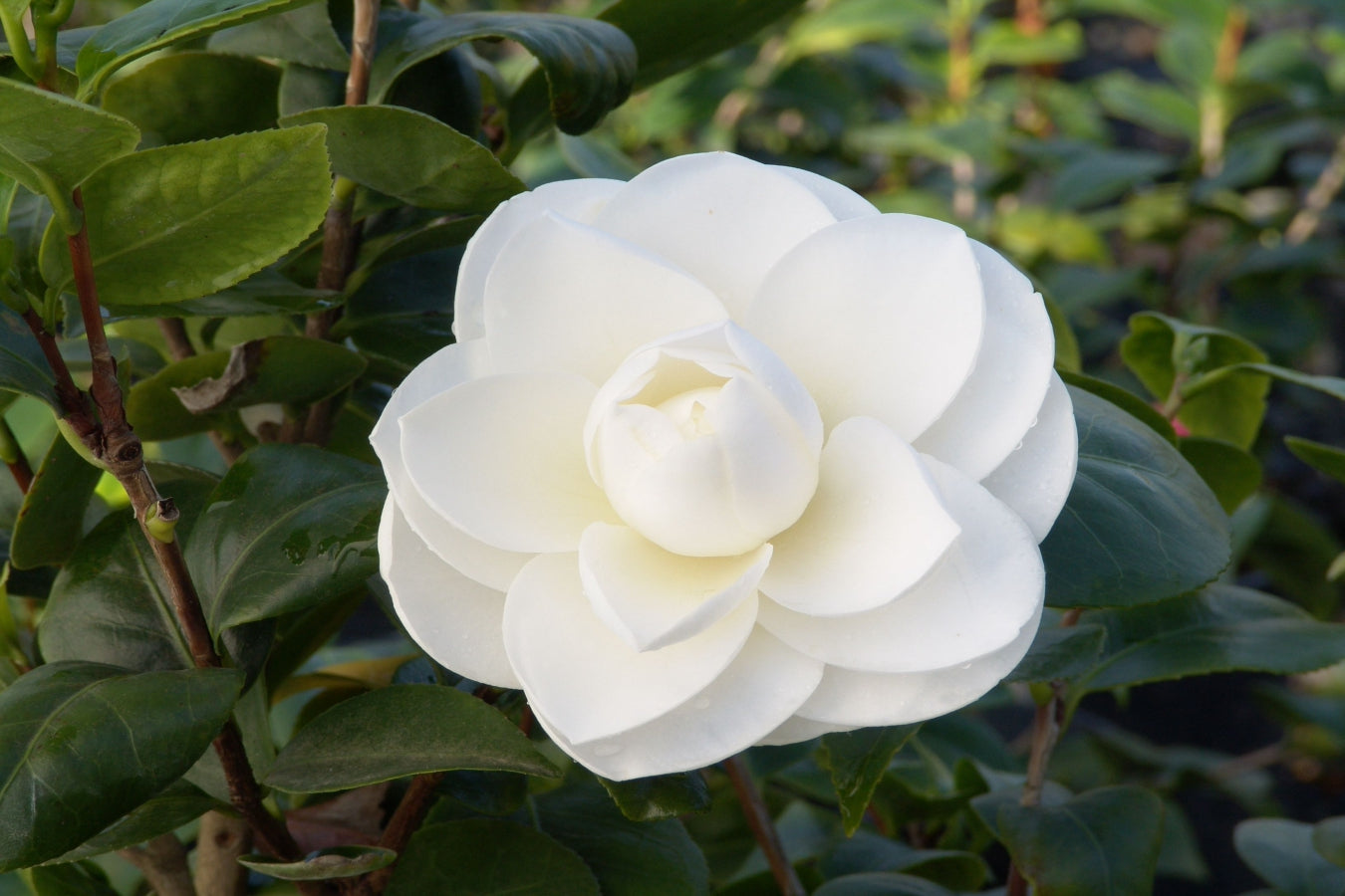 Lot de 3 camélias BLANC