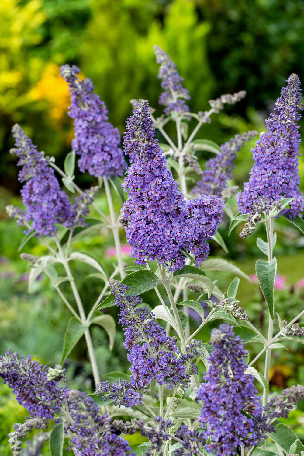Lot de 3 arbres aux papillons ou lilas d'été (Buddleia de David) à fleurs bleues/lila - 30-38 cm