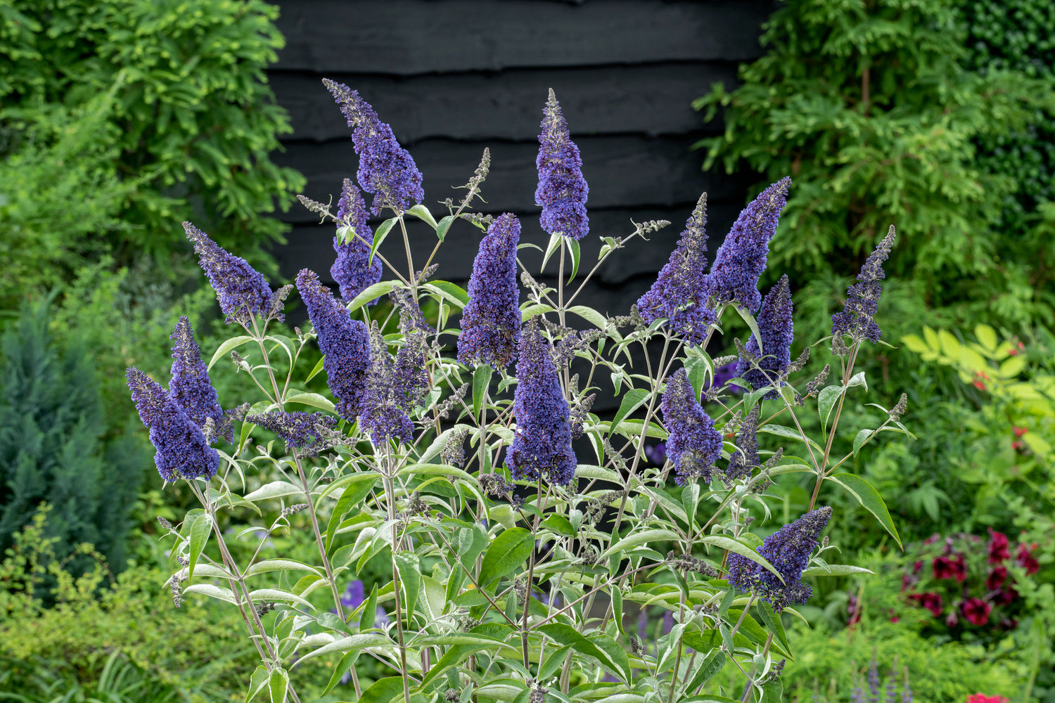 Lot de 3 arbres aux papillons ou lilas d'été (Buddleia de David) à fleurs noires/violettes