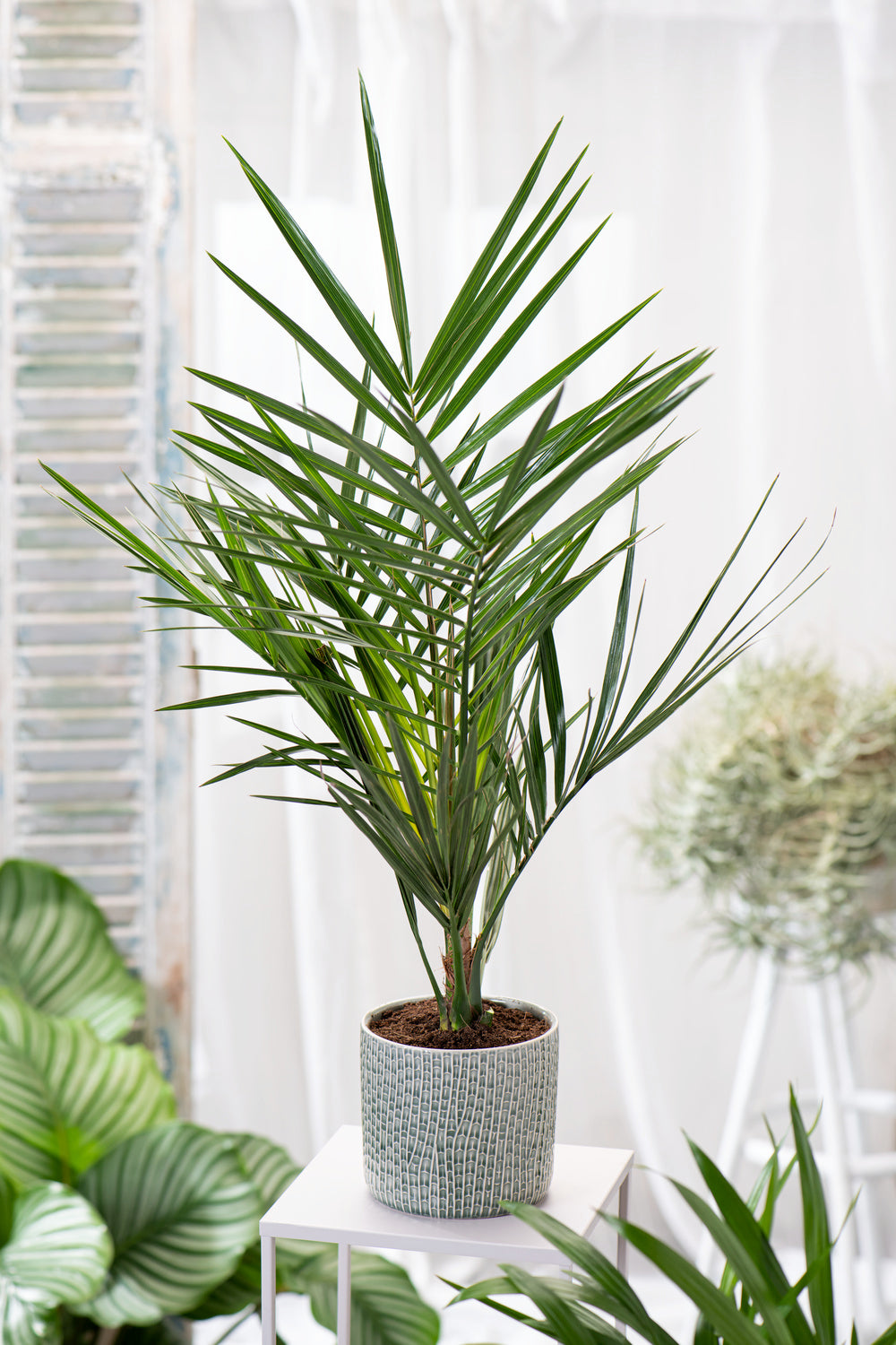 Palmier Phoenix canariensis - Grands (80-110 cm)