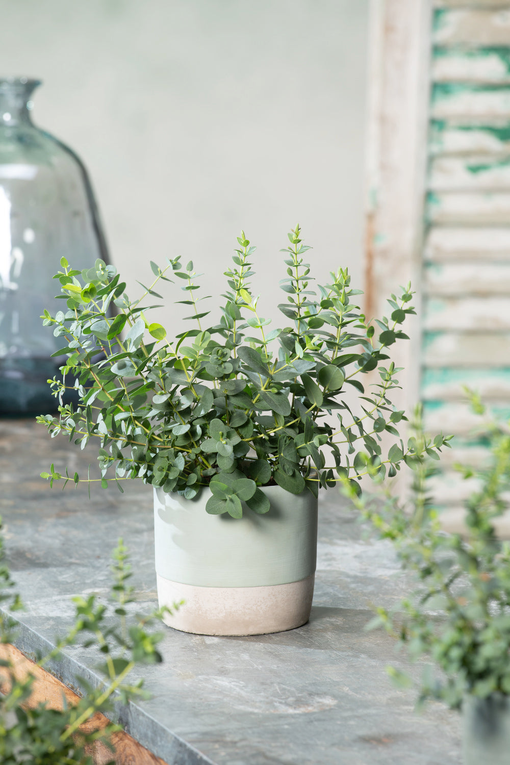 Lot de 2 Eucalyptus (Gunnii Azura) sur tige - 40-50 cm