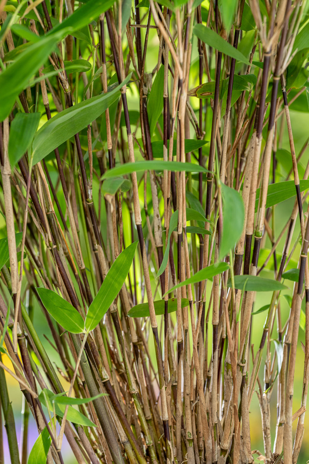 Lot de 4 Bambous Moyens « non invasifs » (Fargesia) - 25-40 cm