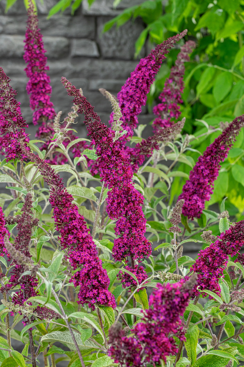 Lot de 3 arbres aux papillons ou lilas d'été (Buddleia de David) à fleurs violettes/rouges