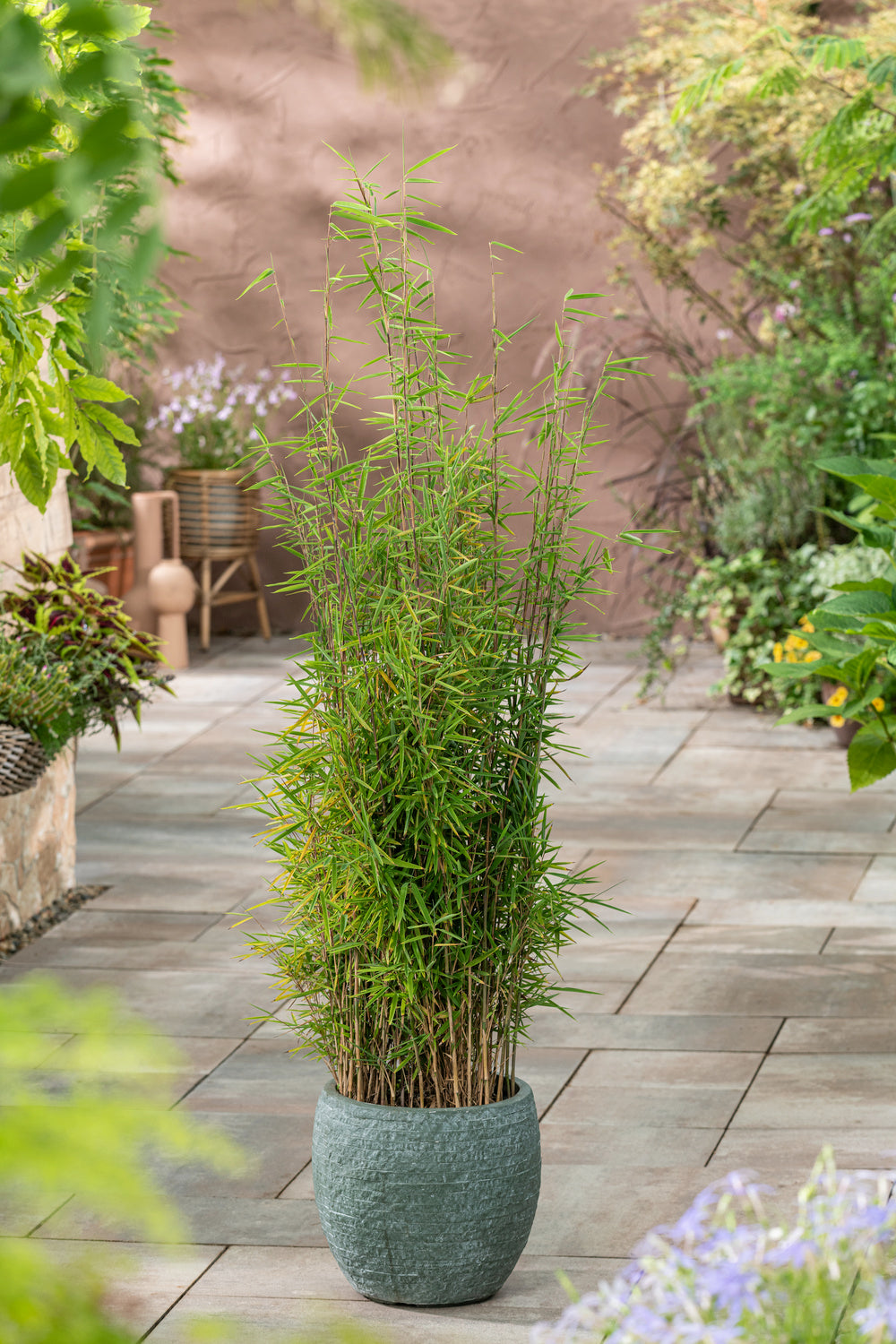 Lot de 2 Bambous Larges « non invasifs » (Fargesia) - 40-60 cm