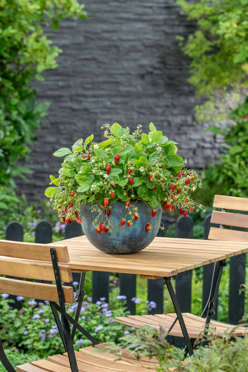 Lot de 20 plants de fraises Frigo (Fragaria Ostara)