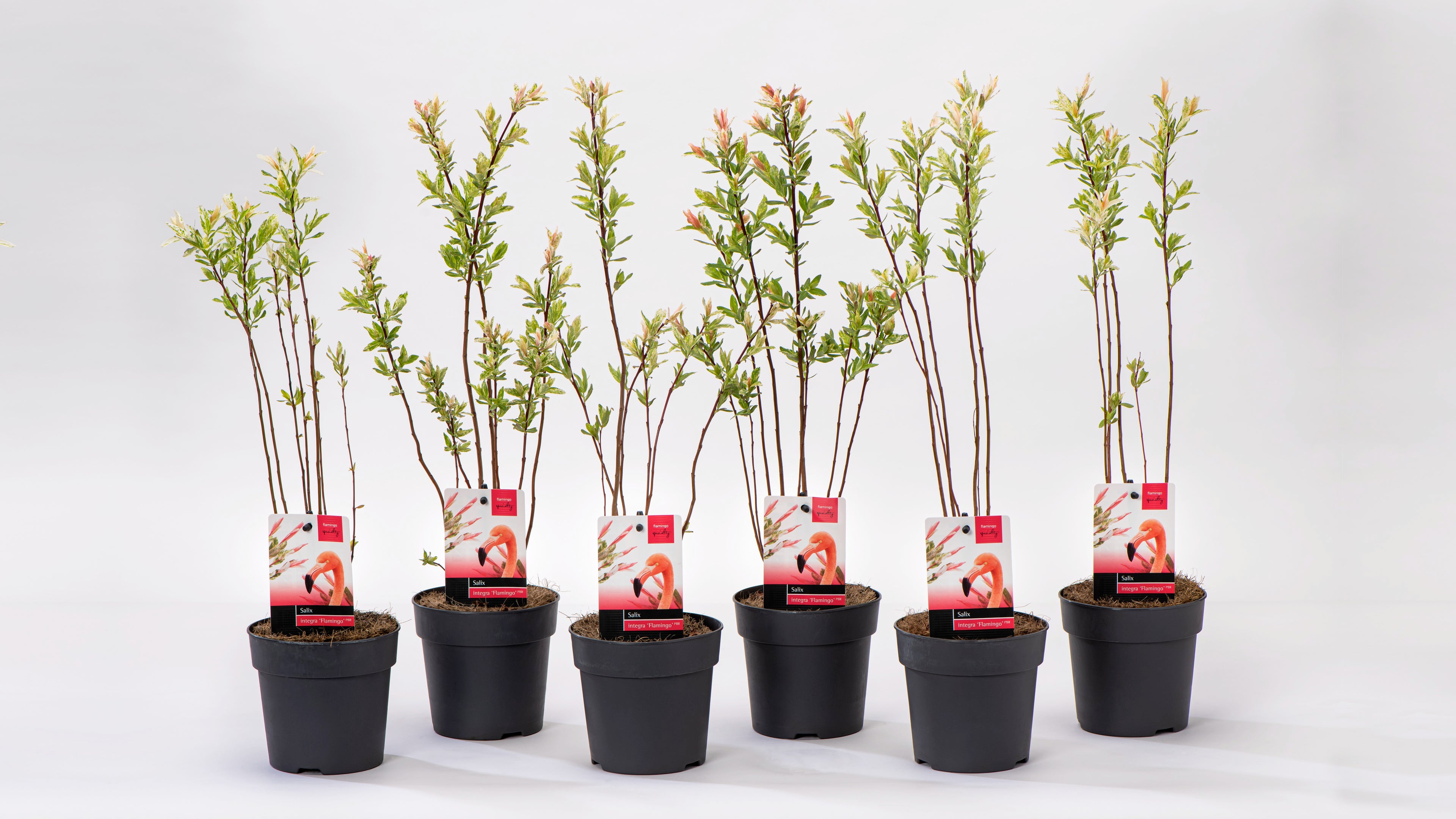 Lot de 6 arbustes saules flamants roses - 30-40 cm
