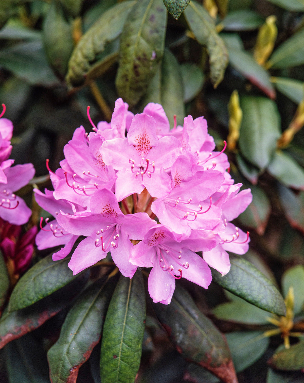 Lot de 6 rhododendrons (Roseum Elegans) - Fleurs roses 20-38 cm