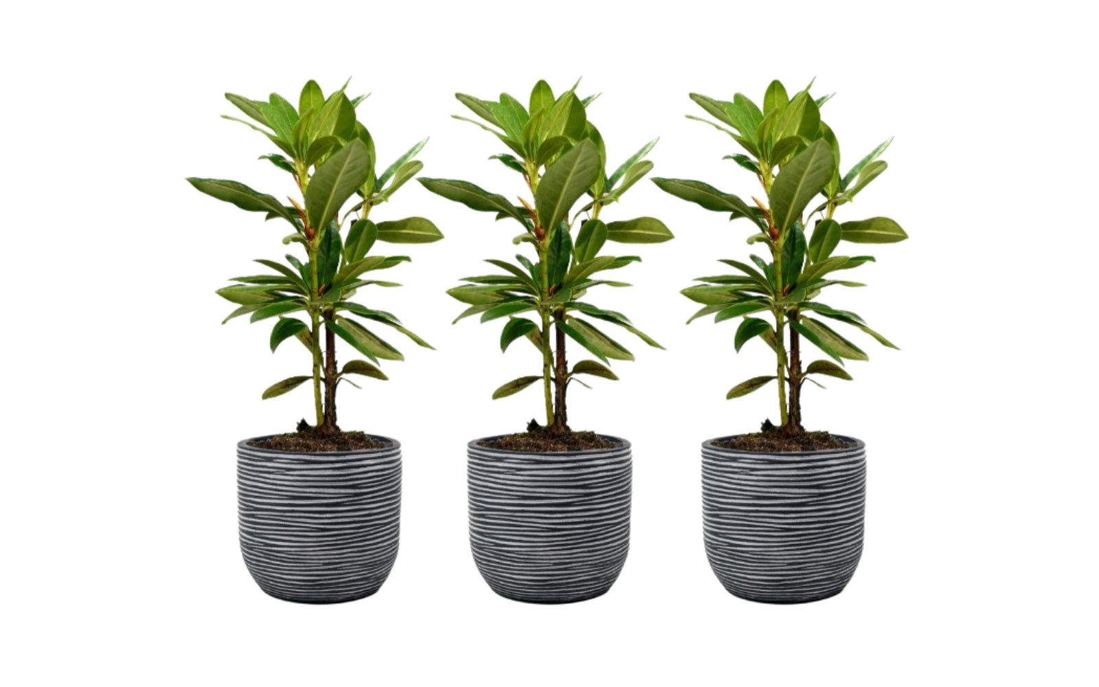 Lot de 3 rhododendrons rouges/roses vifs - 'Cosmopolitan'