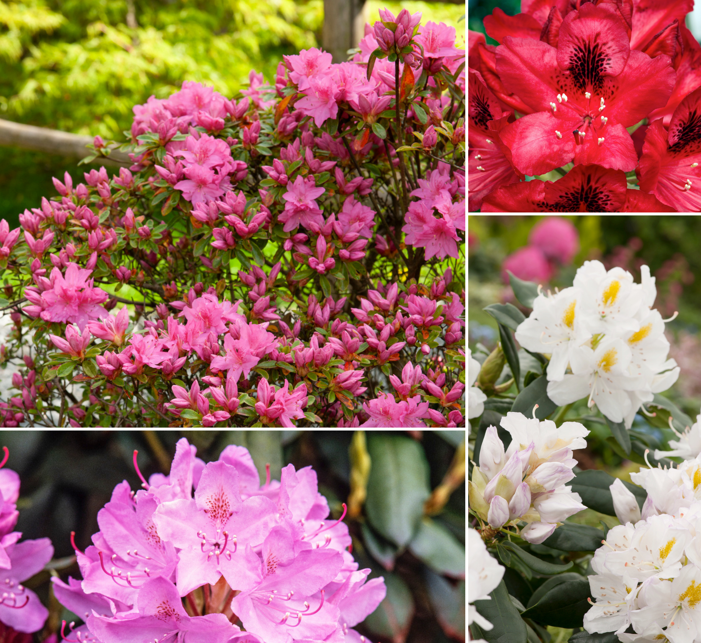 Lot de 4 rhododendrons - 1 blanc, 1 rose, 1 rouge, 1 violet 20-38 cm