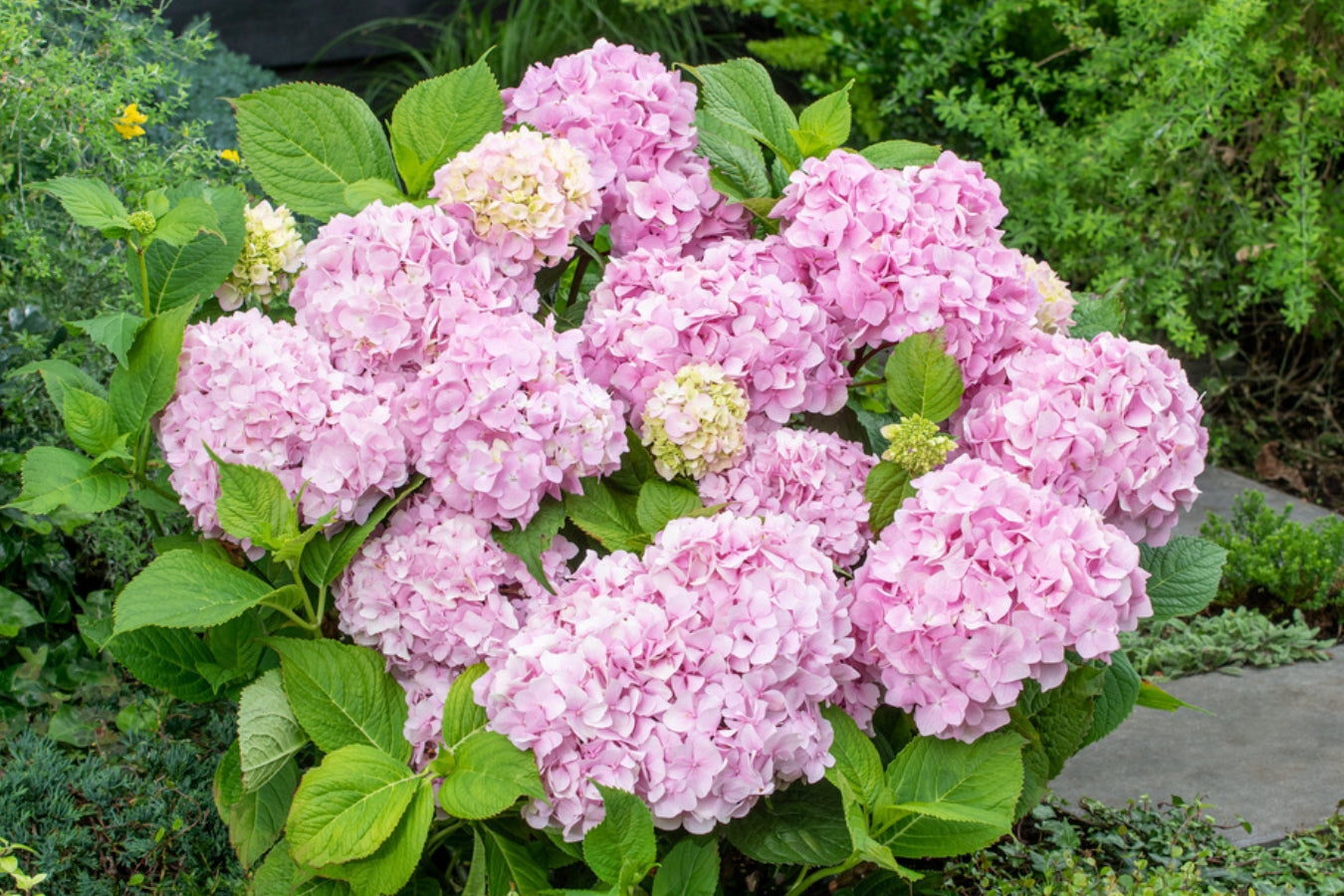 Lot de 3 hortensias roses - Hydrangea macrophylla
