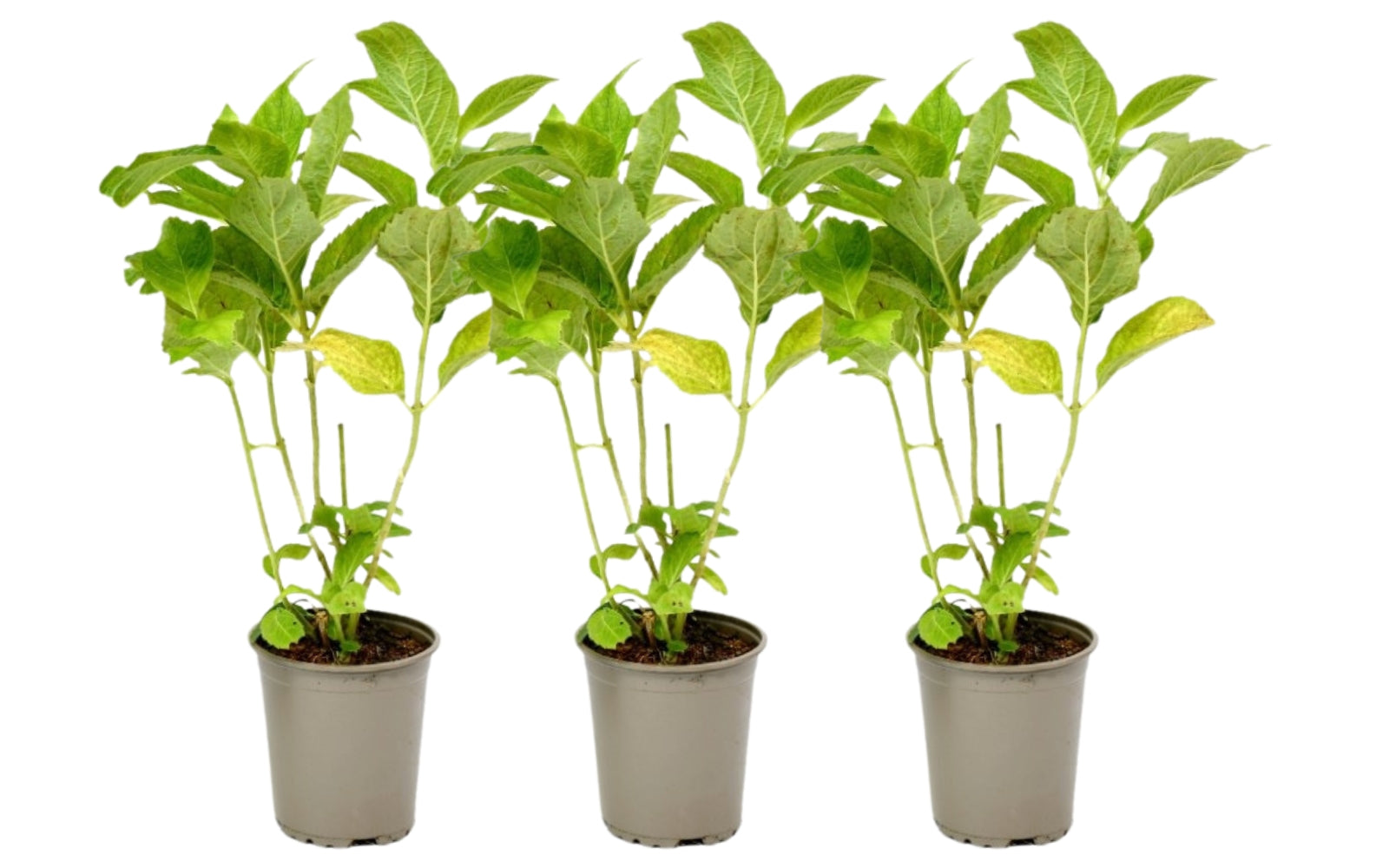 Lot de 3 hortensias roses - Hydrangea macrophylla