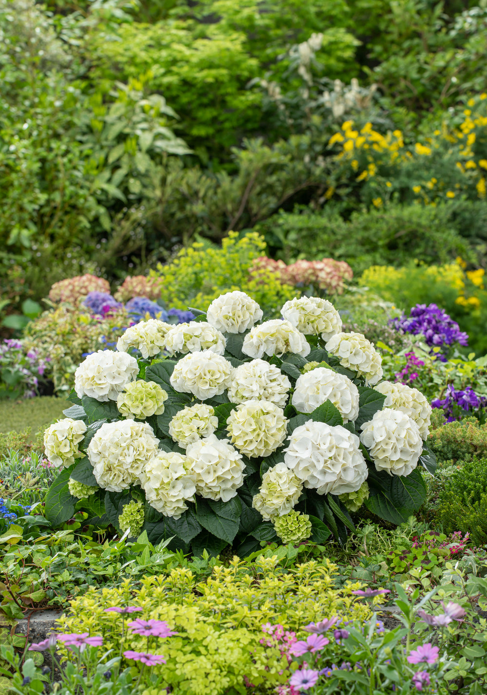Lot de 8 hortensias de 4 couleurs différentes - Hydrangea macrophylla