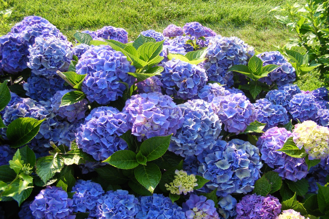 Lot de 4 hortensias : 1 rose blanc, 1 rose, 1 bleu, 1 blanc - 30-38 cm