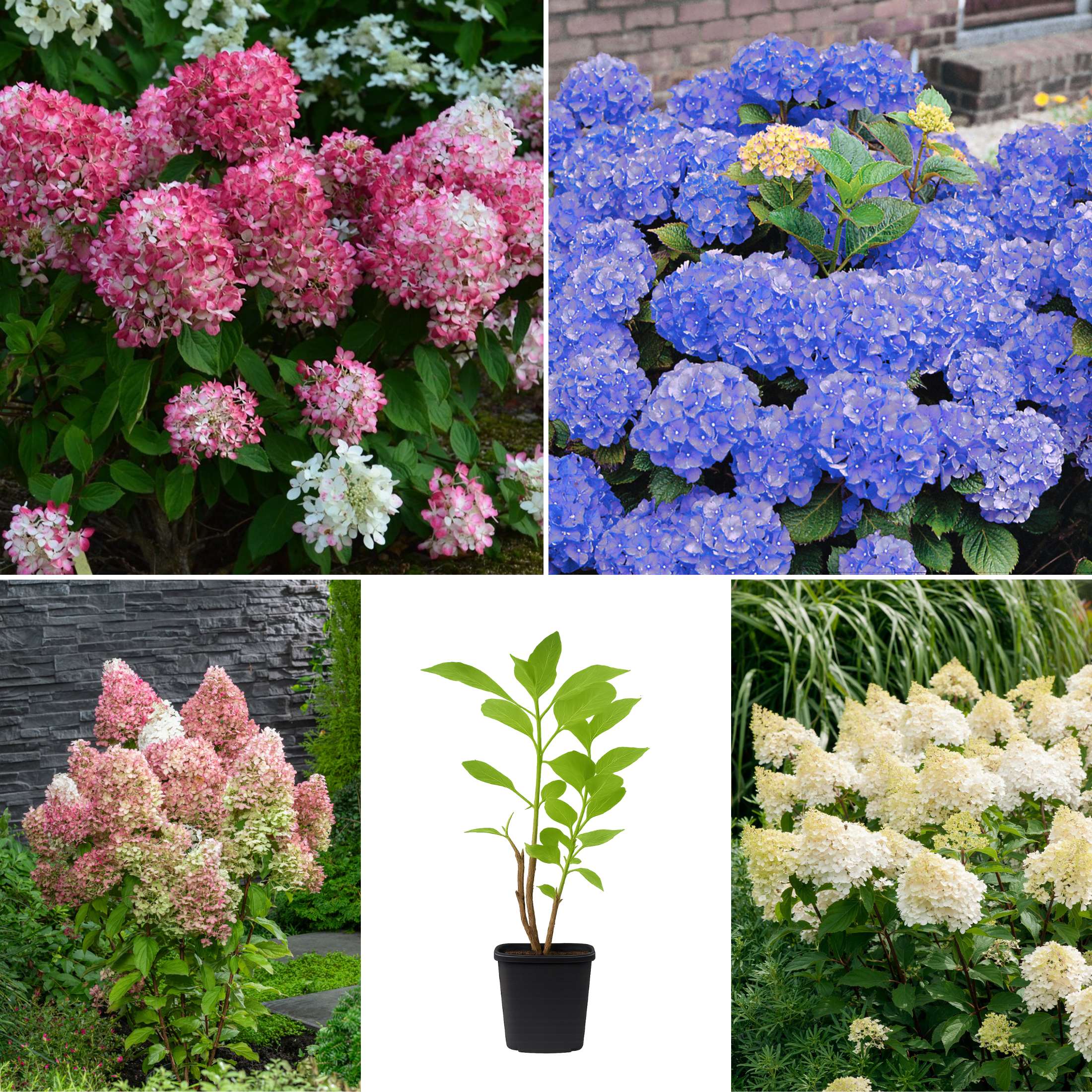 Lot de 4 hortensias : 1 rose blanc, 1 rose, 1 bleu, 1 blanc - 30-38 cm