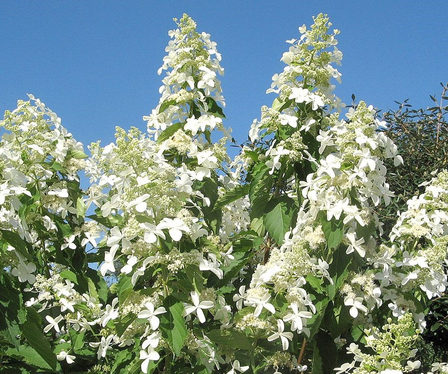 Lot de 3 hortensias paniculés blancs - Hydrangea pan. 'Kyushu'
