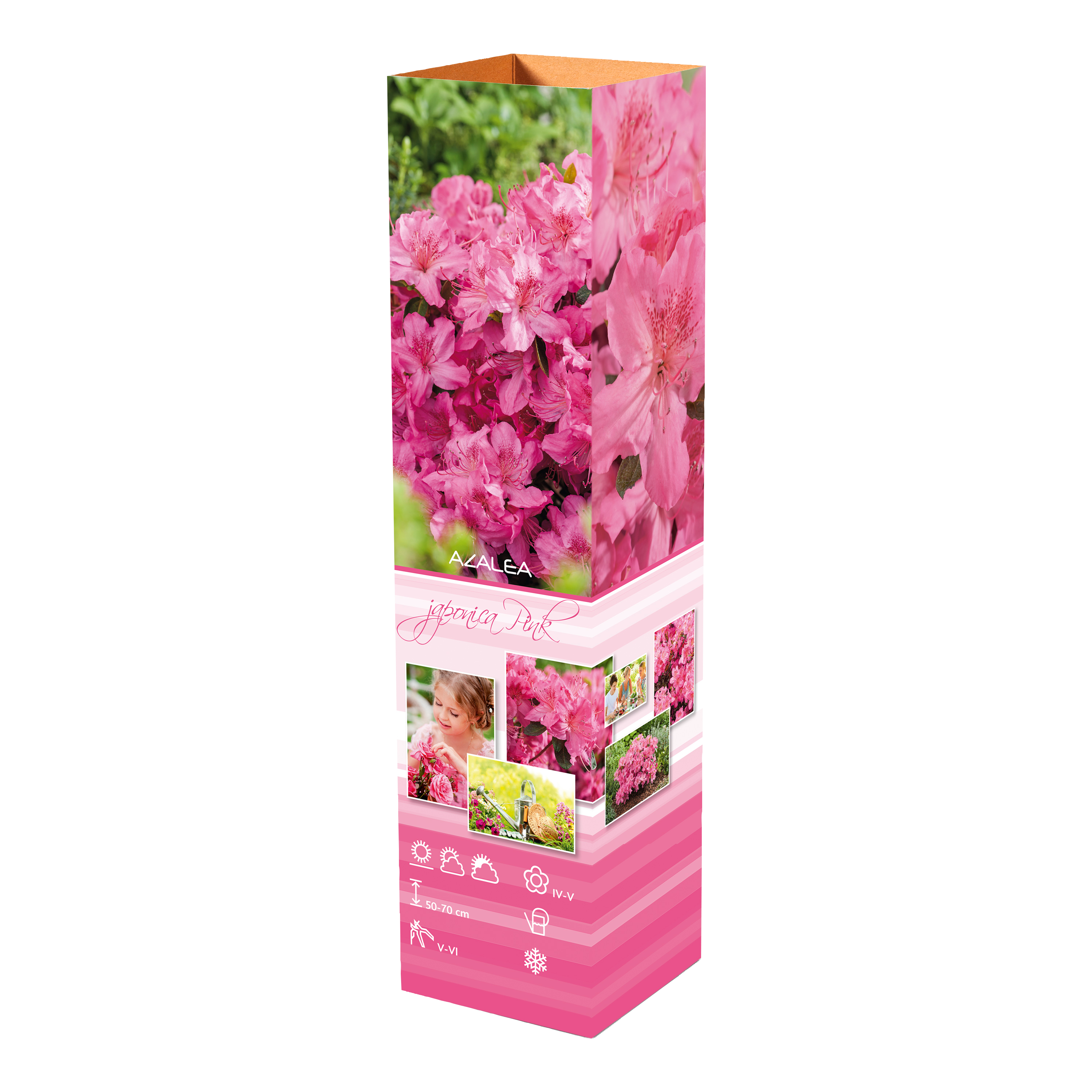 Ensemble de 4 azalées : 1 violette, 1 rouge, 1 rose, 1 blanche - 20-38 cm