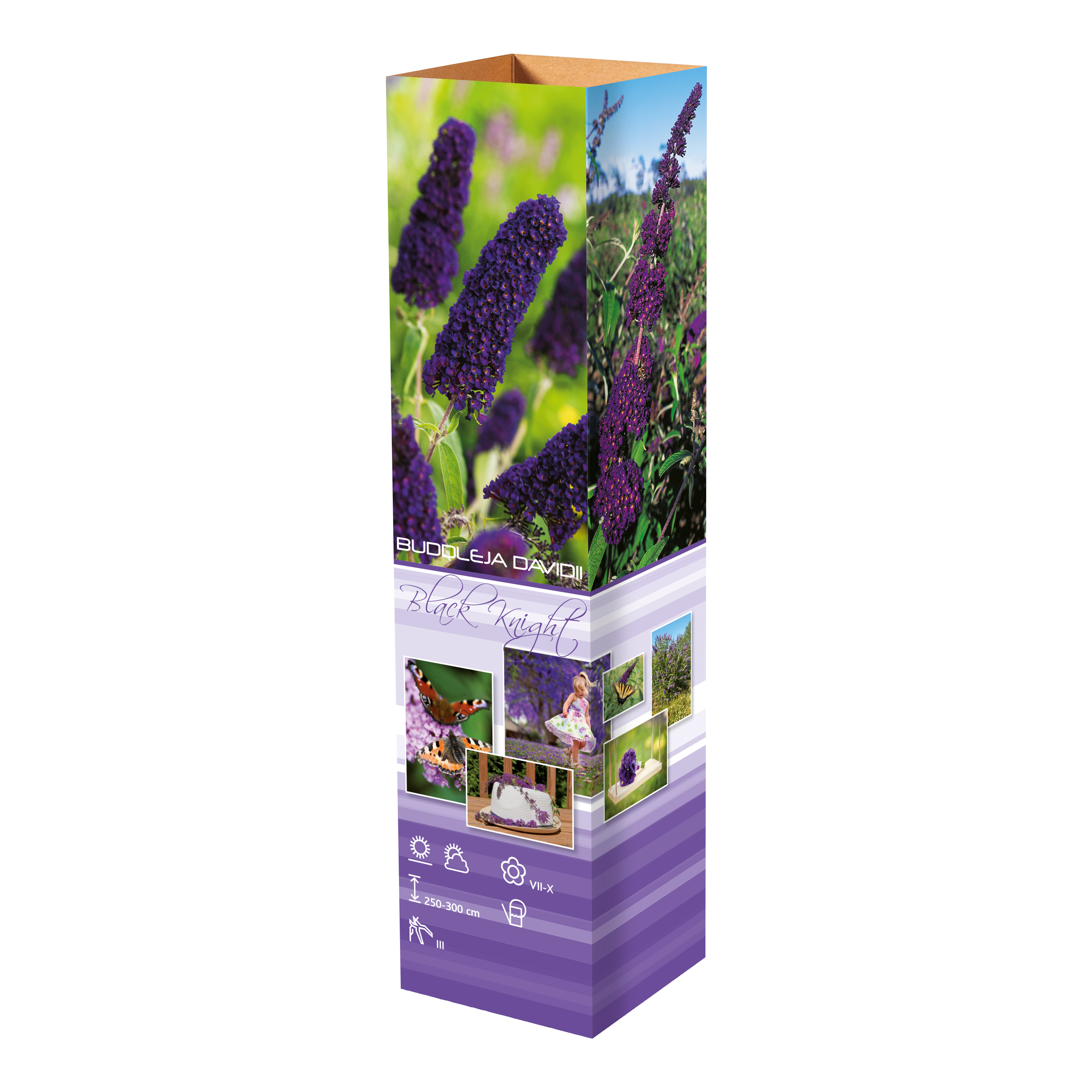 Lot de 3 arbres aux papillons ou lilas d'été (Buddleia de David) à fleurs noires/violettes